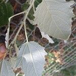 Populus × canescens Ліст
