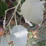 Populus × canescens Leaf