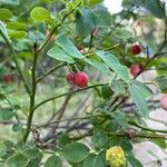 Vaccinium parvifoliumफल