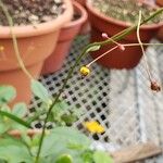 Talinum paniculatum Fruit