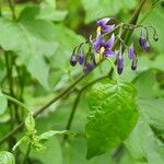 Solanum dulcamaraFlower