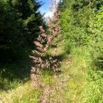 Calamagrostis epigejosFlower