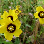 Cistus ocymoides Květ
