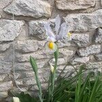 Iris xiphiumFlower