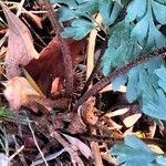 Asplenium aethiopicum Bark