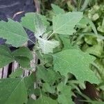 Chenopodium album叶