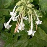 Nicotiana sylvestris Blomma