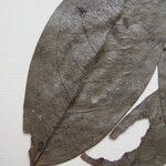 Guatteria foliosa Otro
