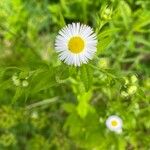 Erigeron annuusFlor