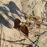 Toxicodendron radicans Leaf