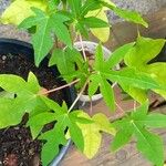 Carica papaya Hostoa
