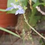 Salvia pallida Lorea