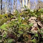 Myosotis sparsiflora Natur