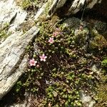 Saxifraga retusa Прочее