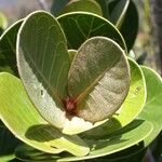 Planchonella skottsbergii Leaf