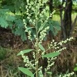 Chenopodium ficifolium Blatt