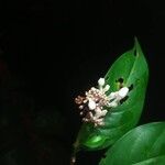 Psychotria schweinfurthii Blüte