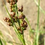 Juncus compressus Owoc