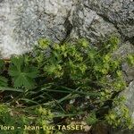 Alchemilla fissa Habitus