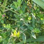 Epilobium hirsutum Folio