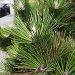 Pinus thunbergii List