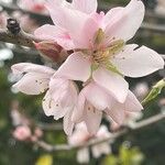 Prunus persica Fleur