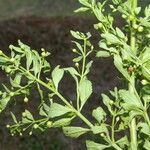 Scoparia dulcis List