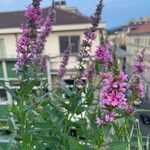 Lythrum virgatum Flower