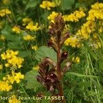 Orobanche gracilis Hábito