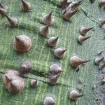 Ceiba pentandra 樹皮