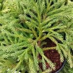 Cryptomeria japonica पत्ता