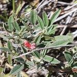 Indigofera volkensii Fuelha