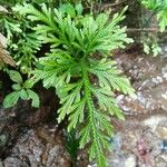 Selaginella flabellata Hoja