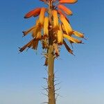 Aloe vera Flower