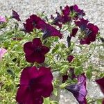 Petunia spp. Fleur