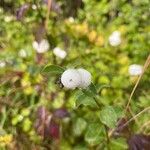 Symphoricarpos albusफूल