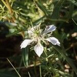 Nigella arvensis ফুল