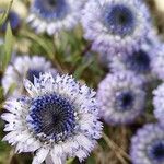 Globularia alypum പുഷ്പം