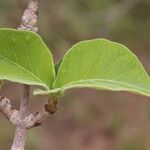 Strophanthus eminii Blatt