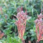 Rhododendron hirsutum Květ