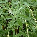 Potentilla alchimilloides Leaf