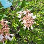 Abelia chinensis Kukka