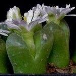 Conophytum praesectum Хабит