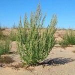 Chenopodium album Hábitos