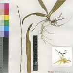 Aeranthes virginalis Otro