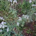 Heliotropium longiflorum फूल