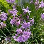 Tulbaghia violacea Lorea