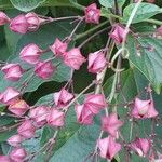 Clerodendrum trichotomum Bloem