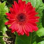 Gerbera leandrii 花