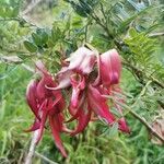 Clianthus puniceus പുഷ്പം